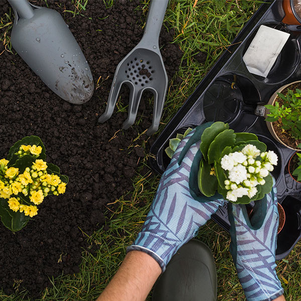 Hands planting flowers in garden soil with gardening tools nearby.