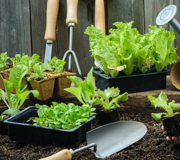 Fresh green lettuce growing in a garden with gardening tools.