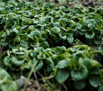 Close-up of green basil leaves growing densely in a garden bed.