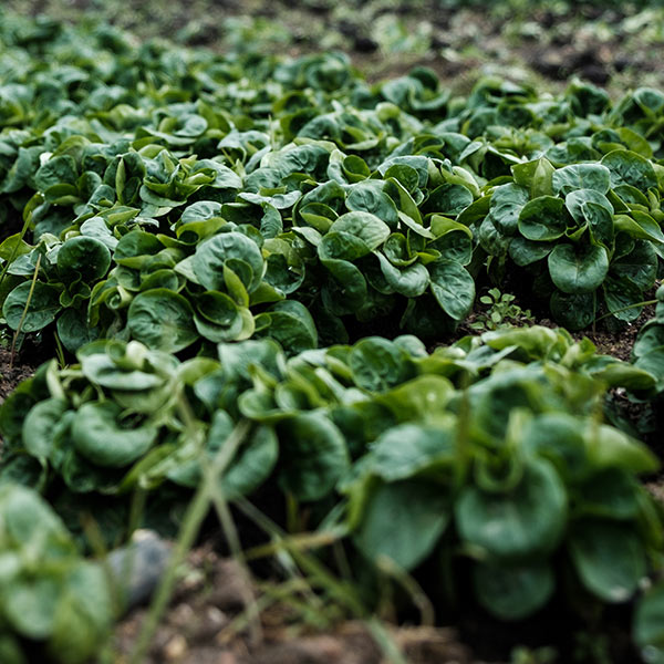 Close-up of green basil leaves growing densely in a garden bed.