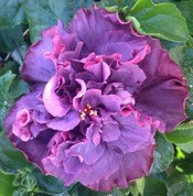 Close-up of vibrant purple hibiscus flower with lush green leaves.