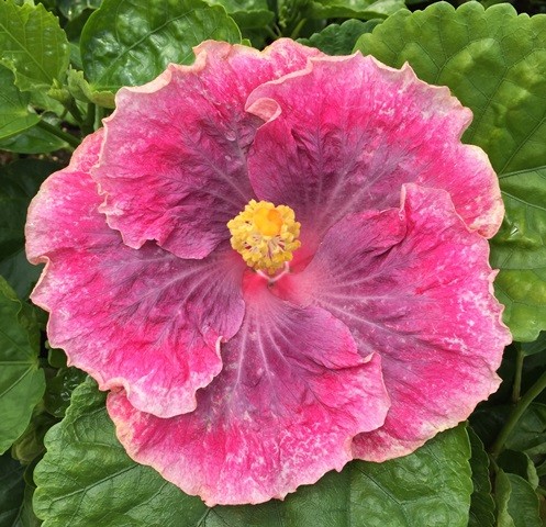 A vibrant pink hibiscus flower with a yellow center.