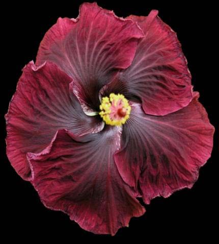 Close-up of a deep red hibiscus flower with delicate petals.