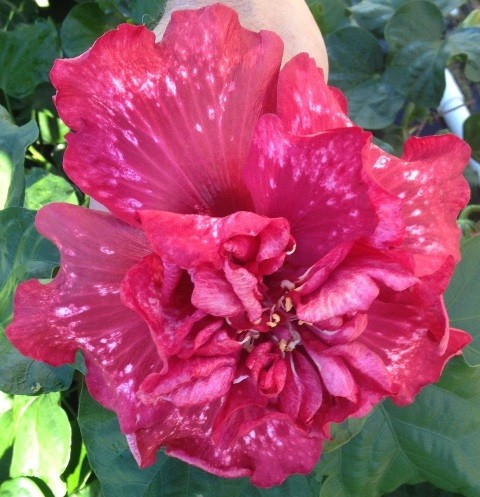 A vibrant red flower with lush petals in natural greenery.