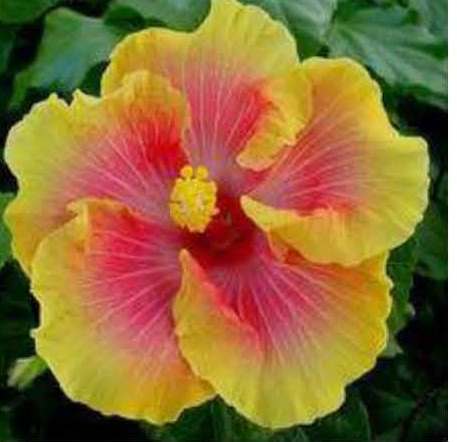 Bon Temps - James E. Hendry Chapter Hibiscus