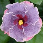 Close-up of a delicate purple hibiscus flower with a yellow and red center.