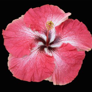 A vibrant pink hibiscus flower with delicate petals and a dark center.