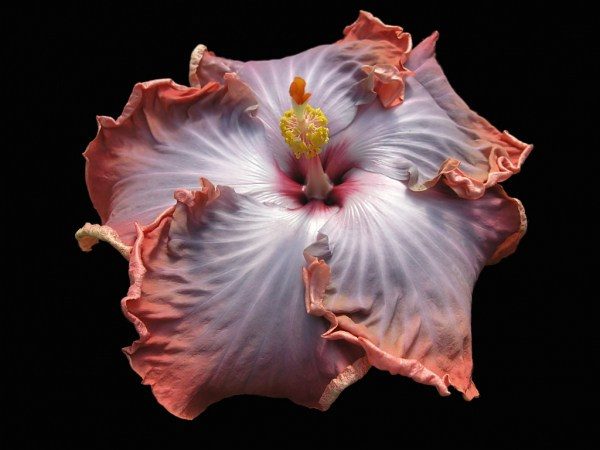 Close-up of a vibrant, ruffled pink and white flower with intricate petal details.