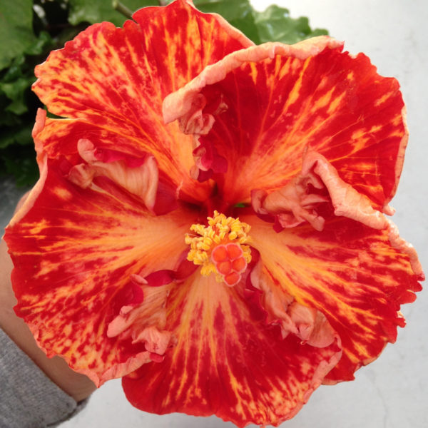 Bright orange and red hibiscus flower in bloom.
