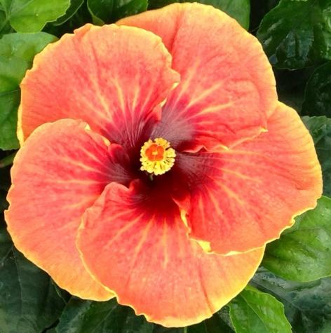Close-up of a vibrant orange hibiscus flower with a yellow center.