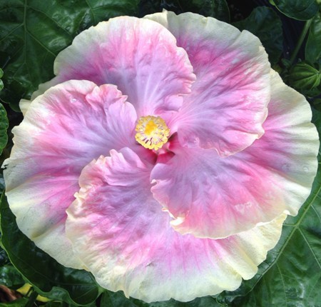 A blooming pink and white hibiscus flower with lush green leaves.