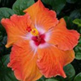 Vibrant orange hibiscus flower in full bloom.