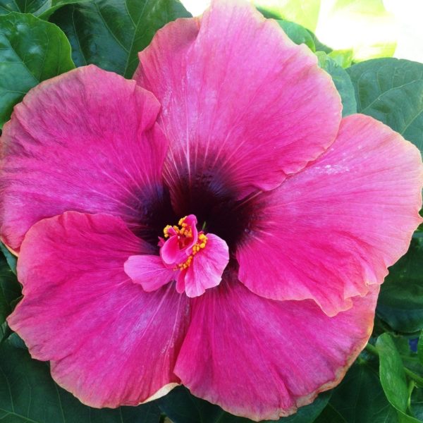 A vibrant pink hibiscus flower in full bloom.
