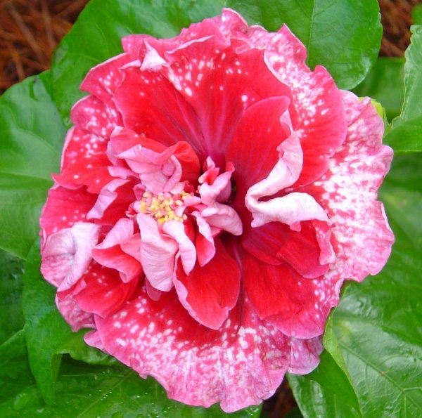 A vibrant pink and white flower blooming amidst green leaves.