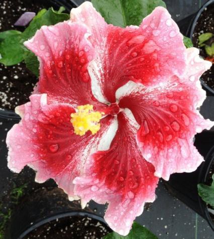 Close-up of a vibrant pink hibiscus flower with a yellow center.