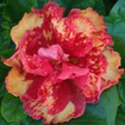 A vibrant pink and yellow rose in full bloom.