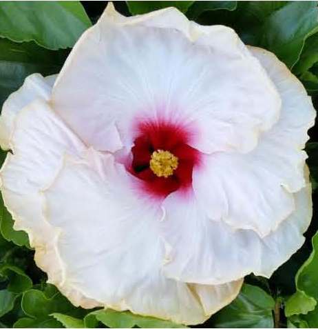Close-up of a white hibiscus flower with a vibrant red center.
