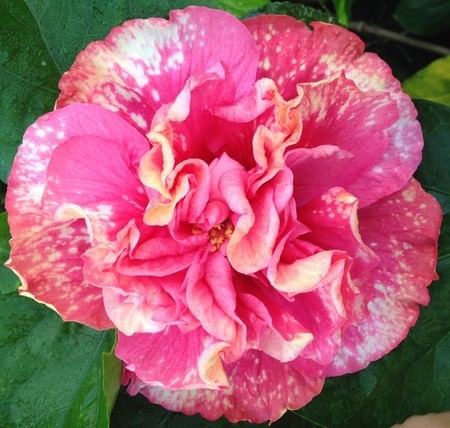 Close-up of a vibrant pink and white ruffled flower in bloom.