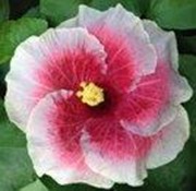 A pink and white hibiscus flower with a yellow center.