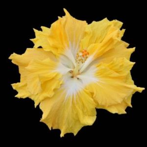 A vibrant yellow flower with ruffled petals on a black background.