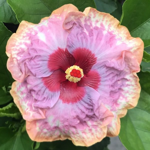 Close-up of a delicate pink hibiscus flower with a deep red center.