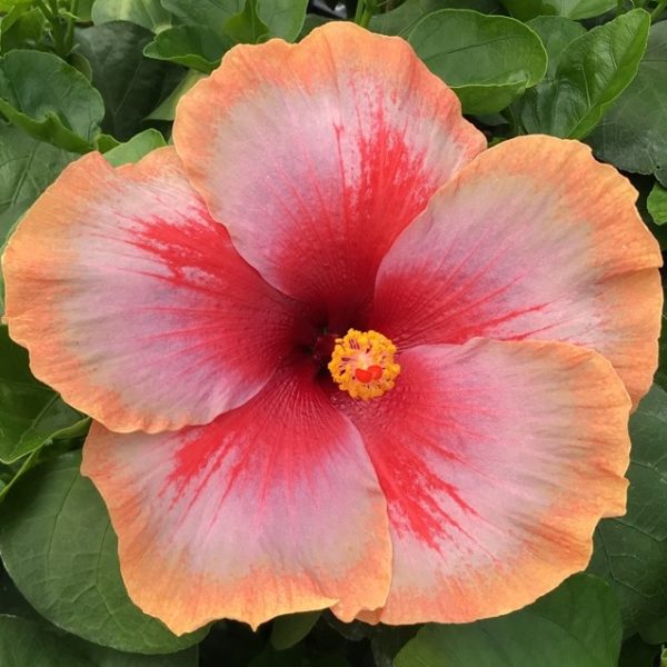 Close-up of a vibrant pink hibiscus flower with a yellow center.
