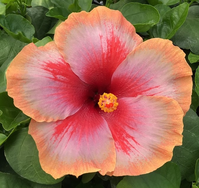 Close-up of a vibrant pink hibiscus flower with a yellow center.
