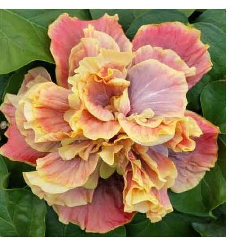 Close-up of a multi-colored hibiscus flower with ruffled petals.