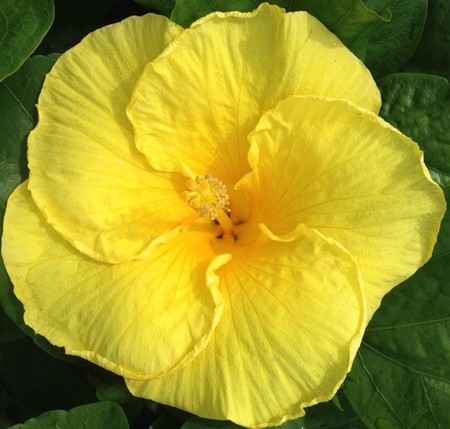 A vibrant yellow flower with delicate petals and green leaves.