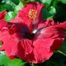 A vibrant red hibiscus flower in full bloom.