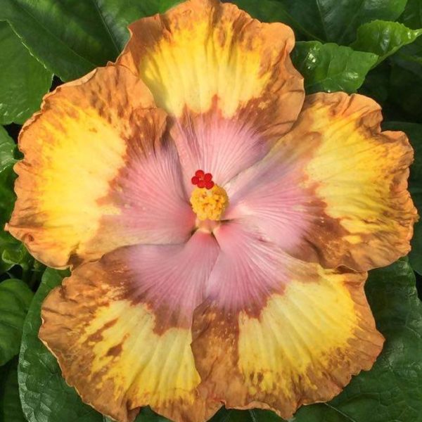 A vibrant flower with yellow and pink petals.