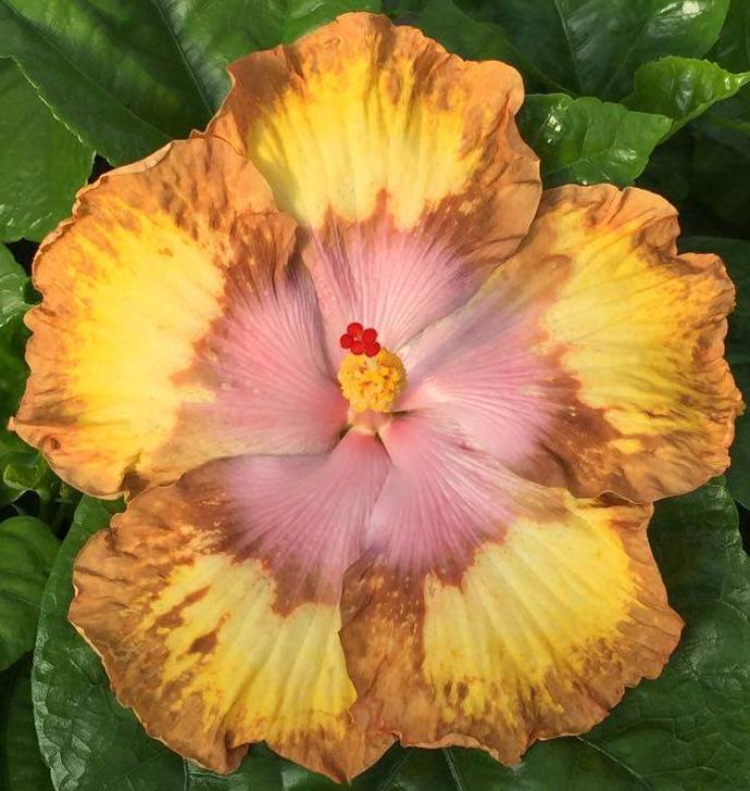 A vibrant flower with yellow and pink petals.