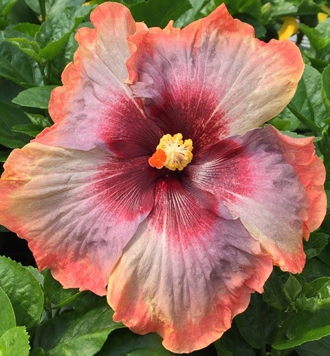 A vibrant hibiscus flower with shades of pink, orange, and yellow.