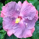A vibrant purple hibiscus flower with a yellow center.