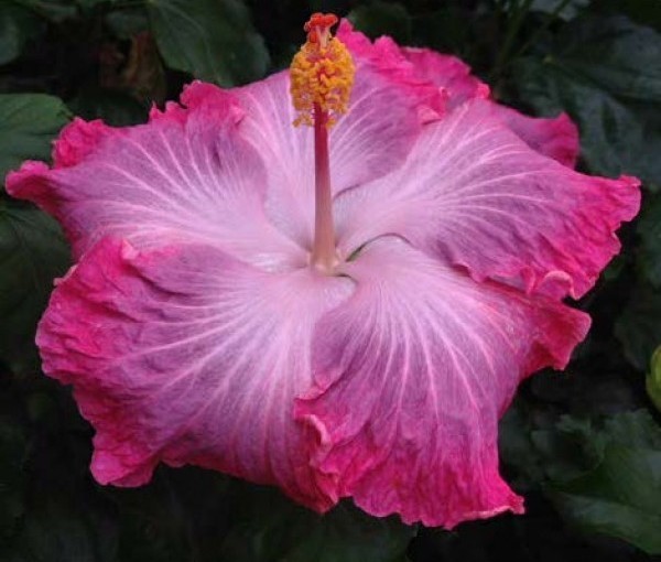 A vibrant pink hibiscus flower with delicate petals and a prominent stamen.