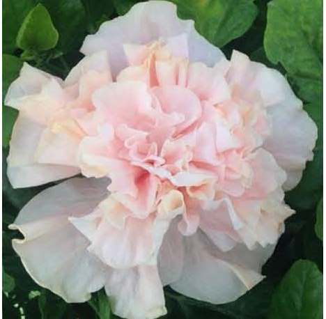 Soft pink peony flower in full bloom with green leaves.