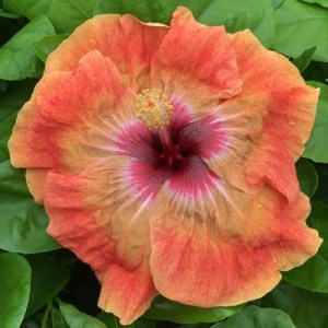 Close-up of an orange and pink hibiscus flower with green leaves.
