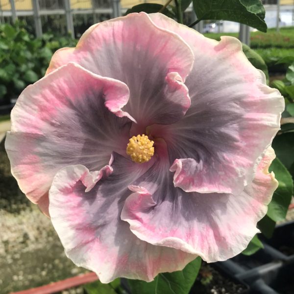 Close-up of a pink hibiscus flower outdoors.