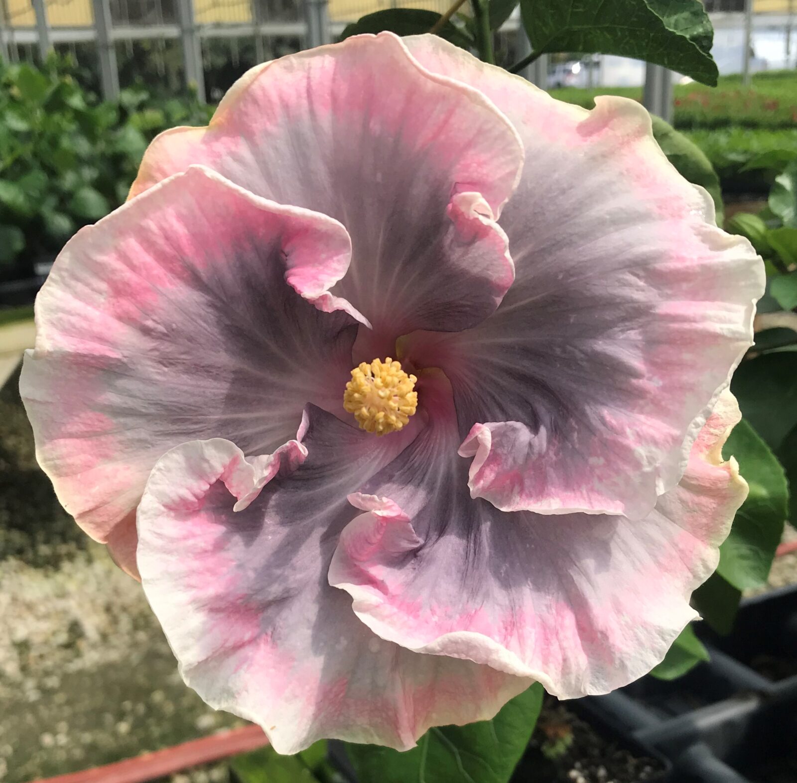 Close-up of a pink hibiscus flower outdoors.
