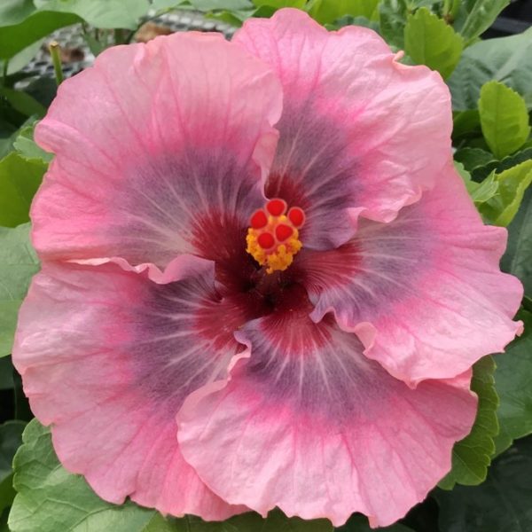 Close-up of a vibrant pink hibiscus flower with a red center.