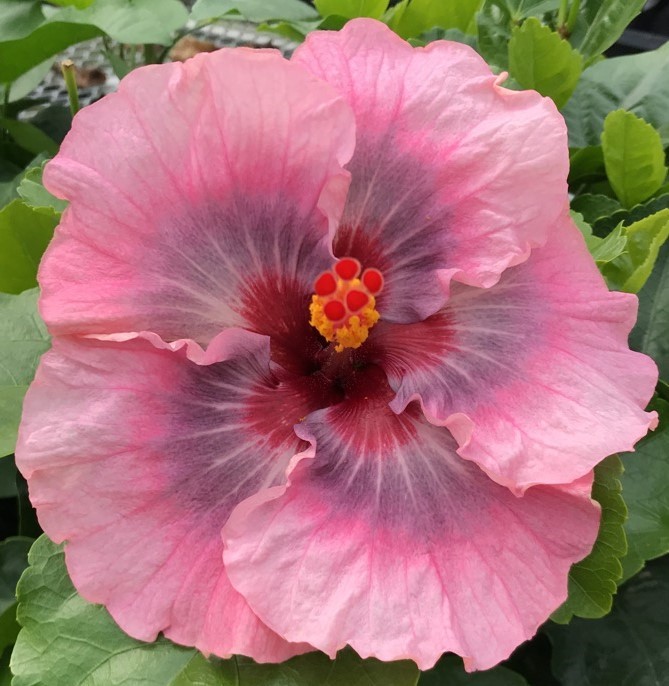 Close-up of a vibrant pink hibiscus flower with a red center.