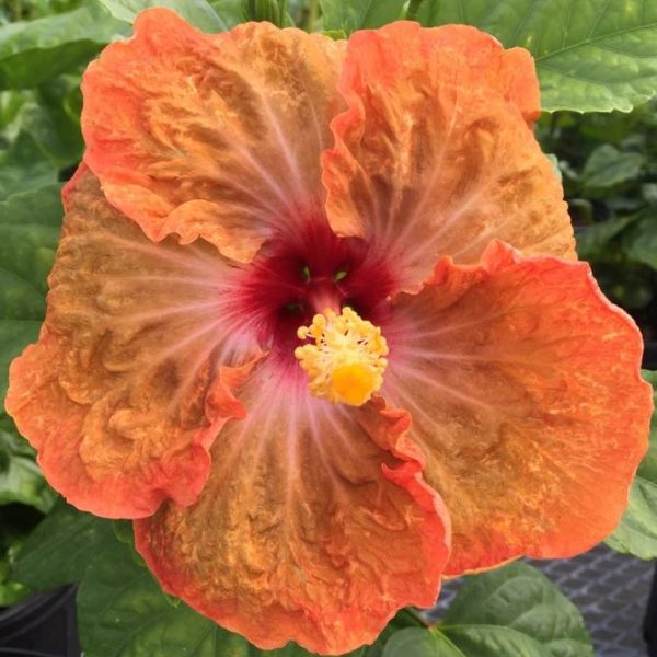 Vibrant orange hibiscus flower in full bloom.