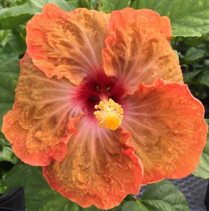Vibrant orange hibiscus flower in full bloom.