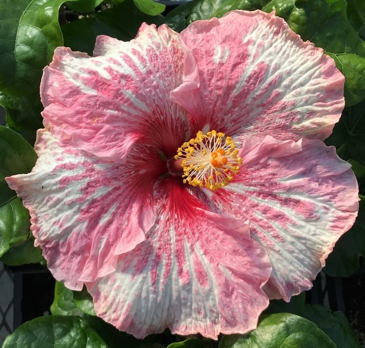 A pink hibiscus flower with a yellow and red center.