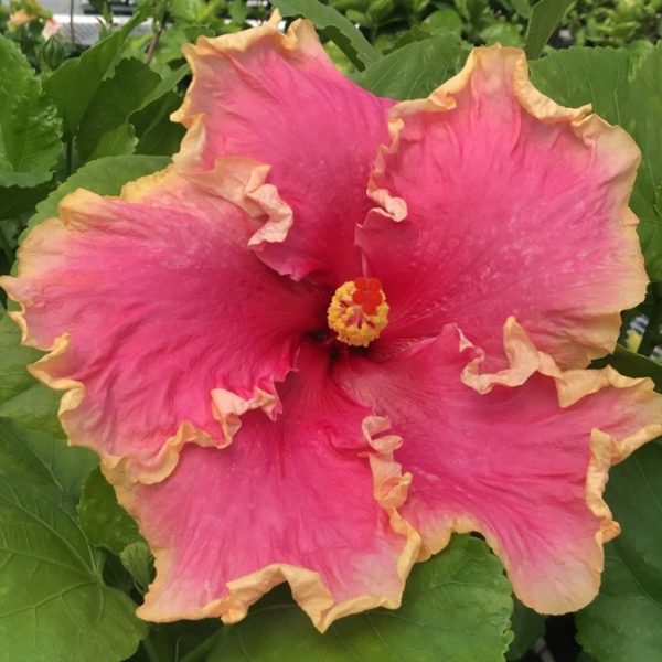 A vibrant pink hibiscus flower with yellow stamens and green leaves.