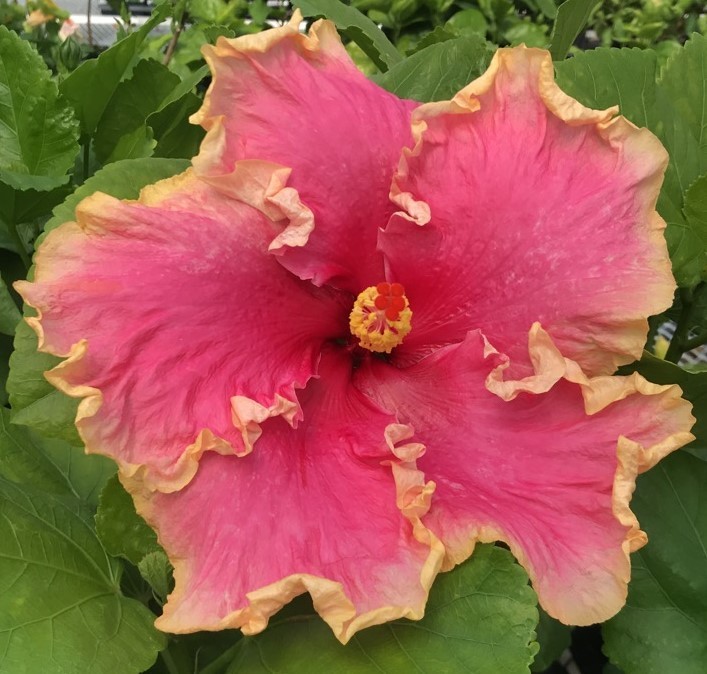 A vibrant pink hibiscus flower with yellow stamens and green leaves.