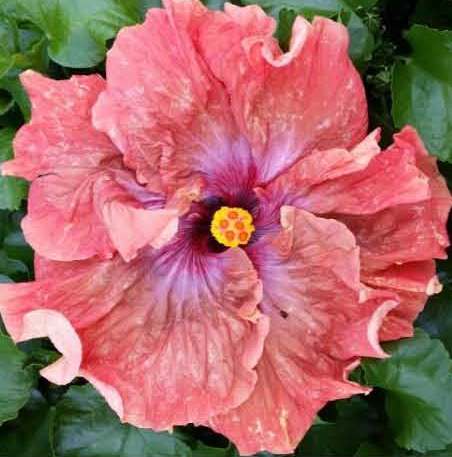 Close-up of a vibrant pink hibiscus flower with a yellow and red center.