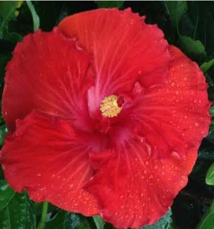 Bright red hibiscus flower with lush green leaves.