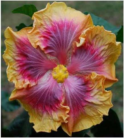 Close-up of a vibrant, multicolored hibiscus flower.