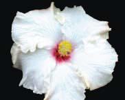 Close-up of a white flower with a vibrant pink and yellow center.